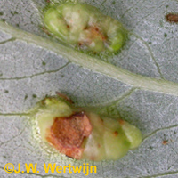 Grote wilgwratgalmug (Iteomyia major)